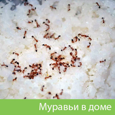 Муравьи в доме в Туймазах